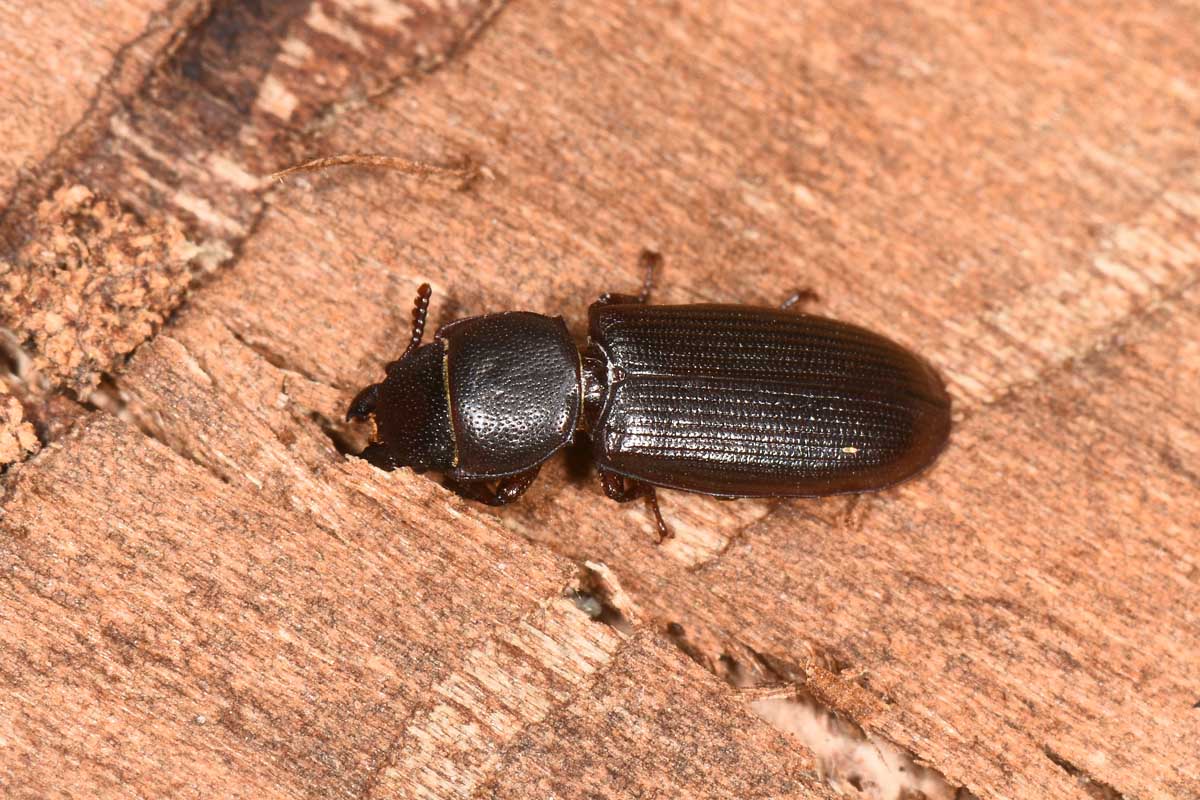 Trogositidae: Tenebroides sp?  Sì, Tenebroides cfr. mauritanicus